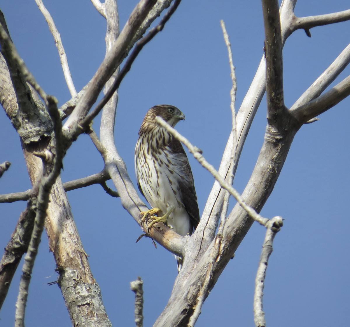 Cooper's Hawk - ML641978339