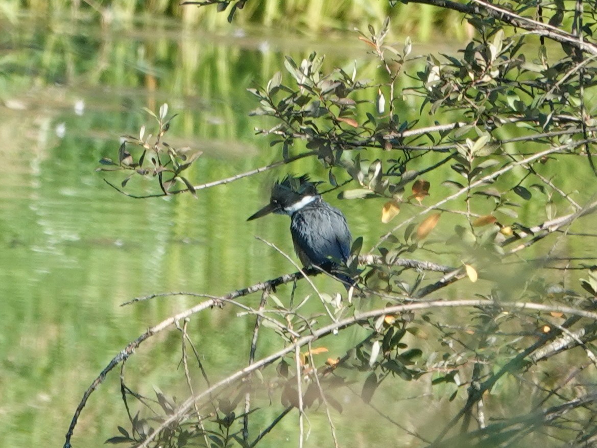Gürtelfischer - ML641978341