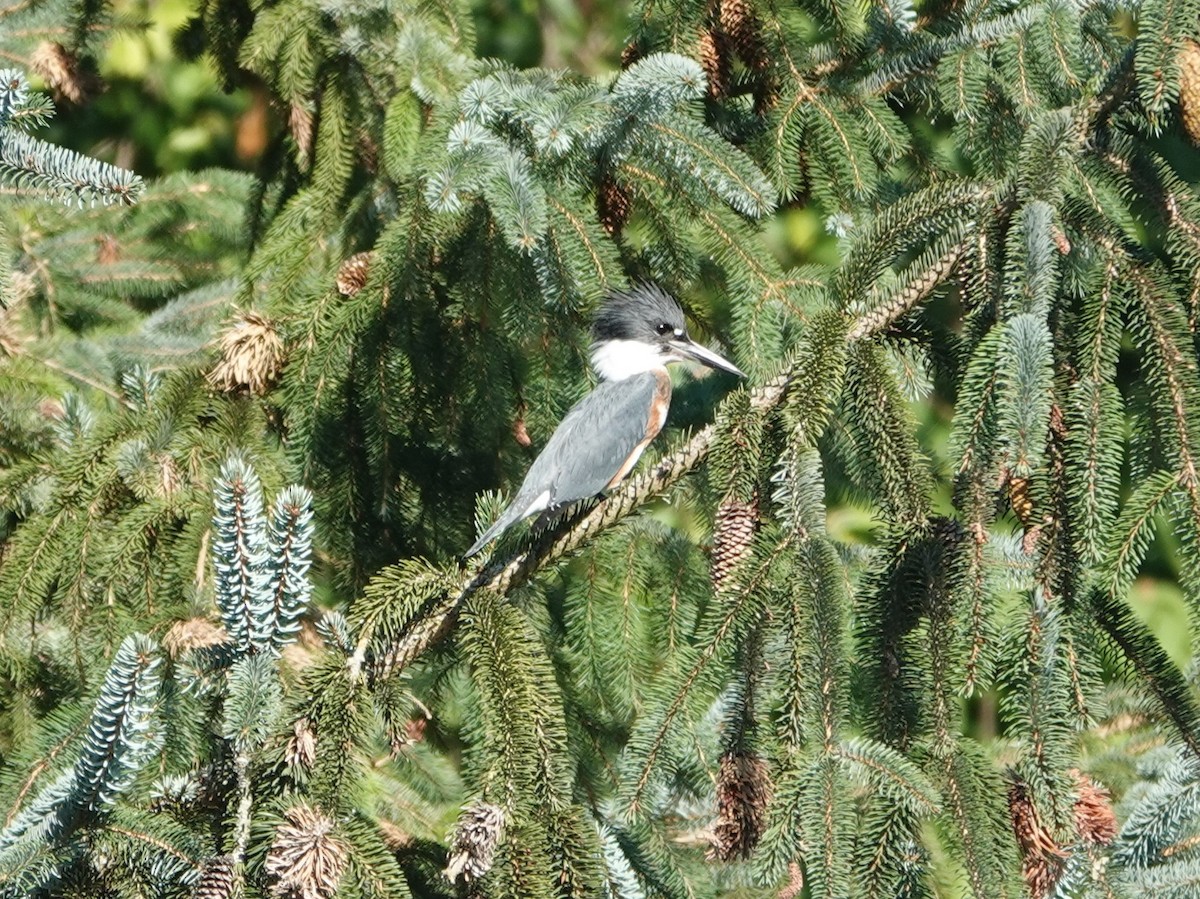 Gürtelfischer - ML641978342