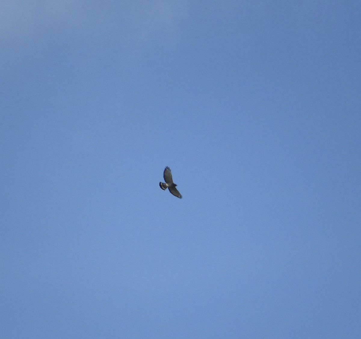 Broad-winged Hawk - ML641978347