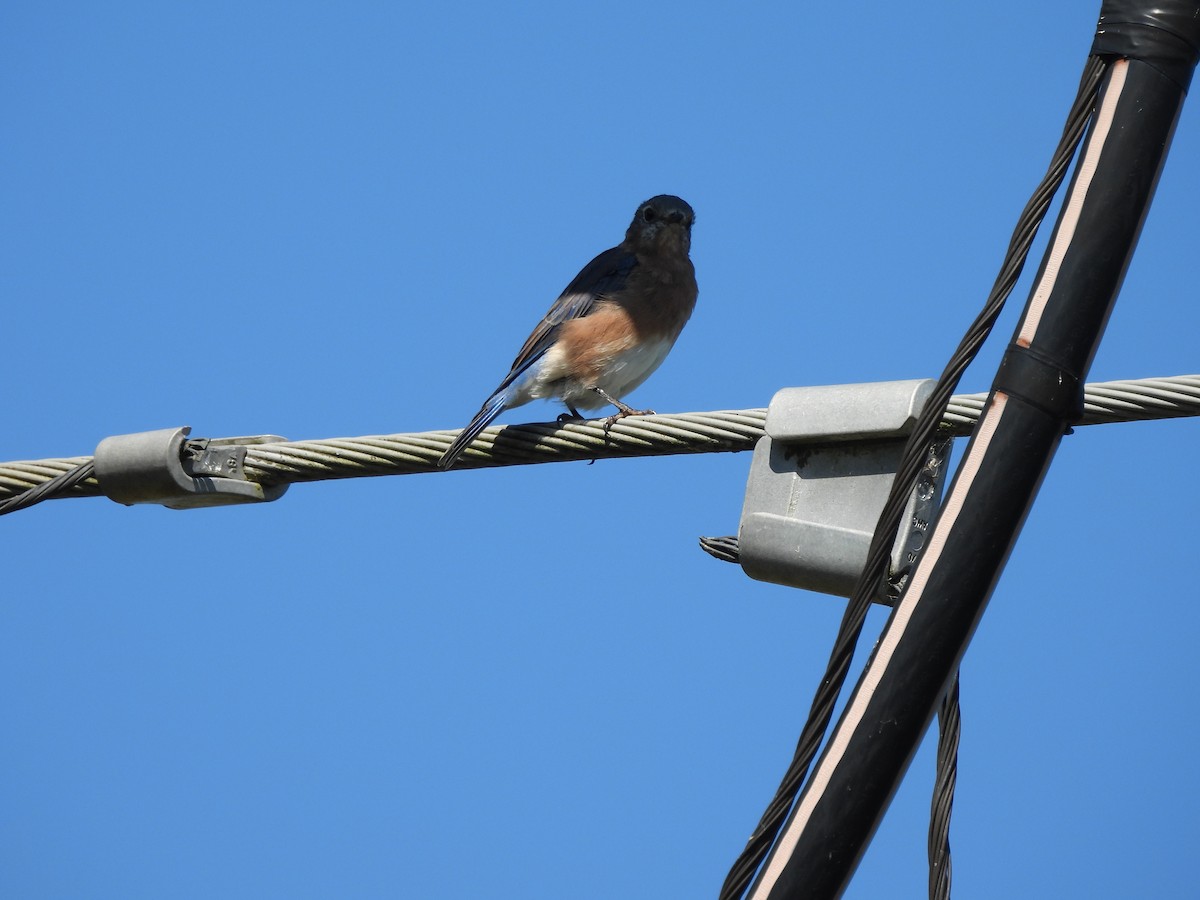 Eastern Bluebird - ML641978361