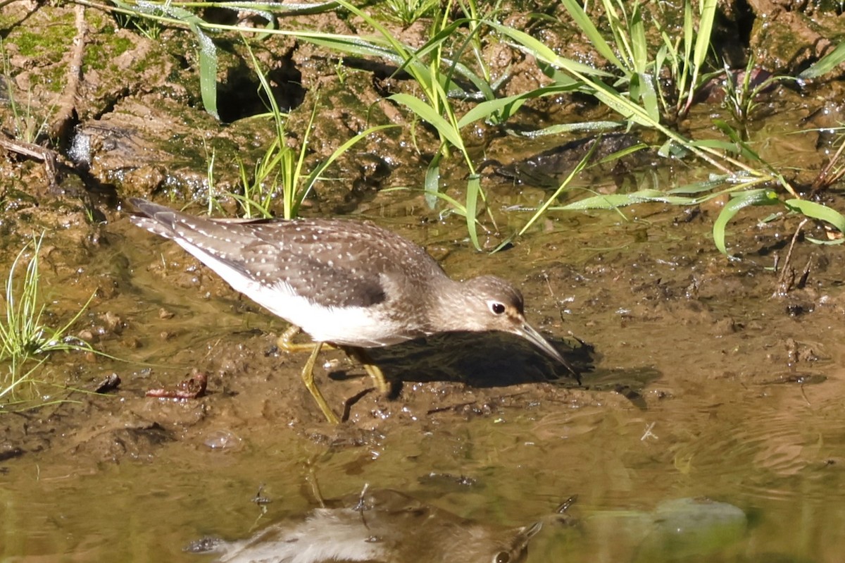 eremittsnipe - ML641978367