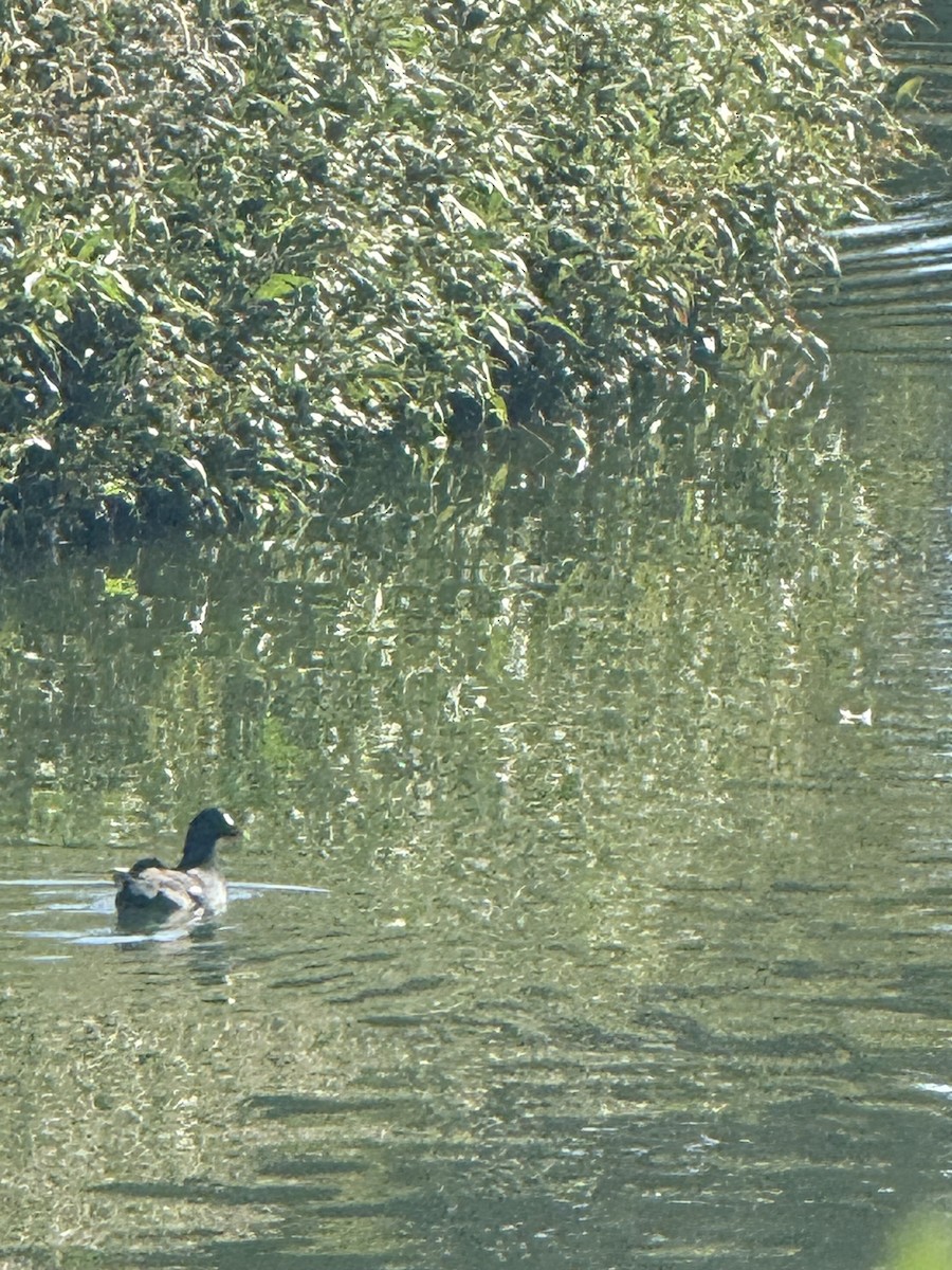 アメリカバン - ML641978384