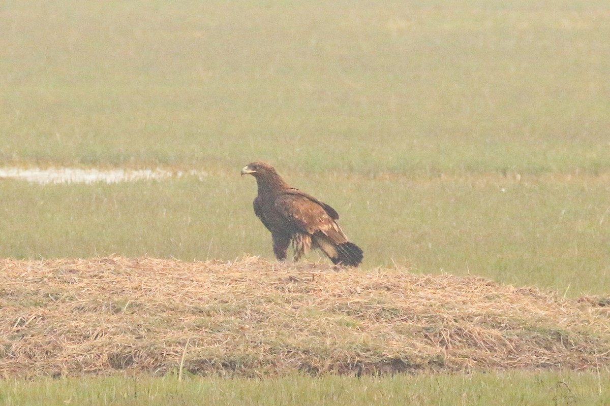 steppeørn - ML641978407