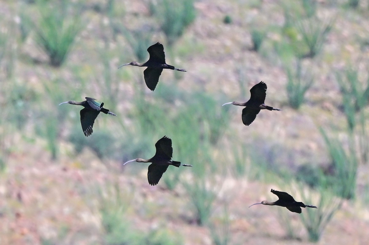 White-faced Ibis - ML641978411