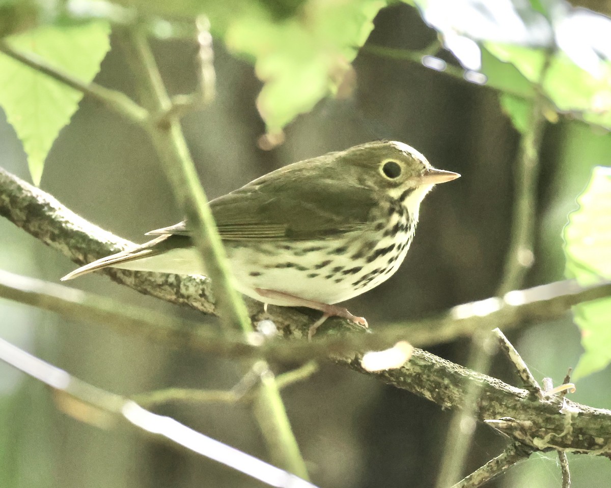 Paruline couronnée - ML641978423