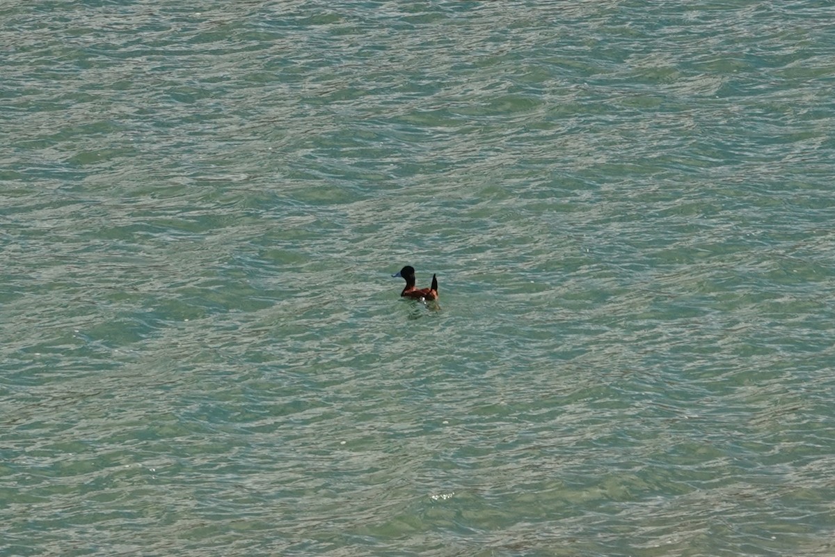 Andean Duck - ML641978428