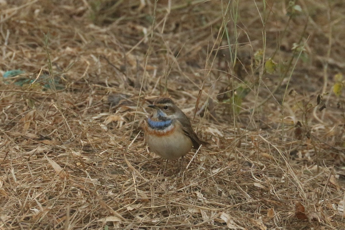 Papourdina - ML641978431