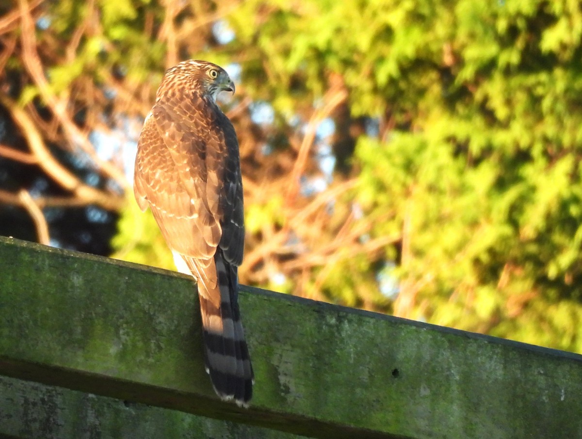 Cooper's Hawk - ML641978444