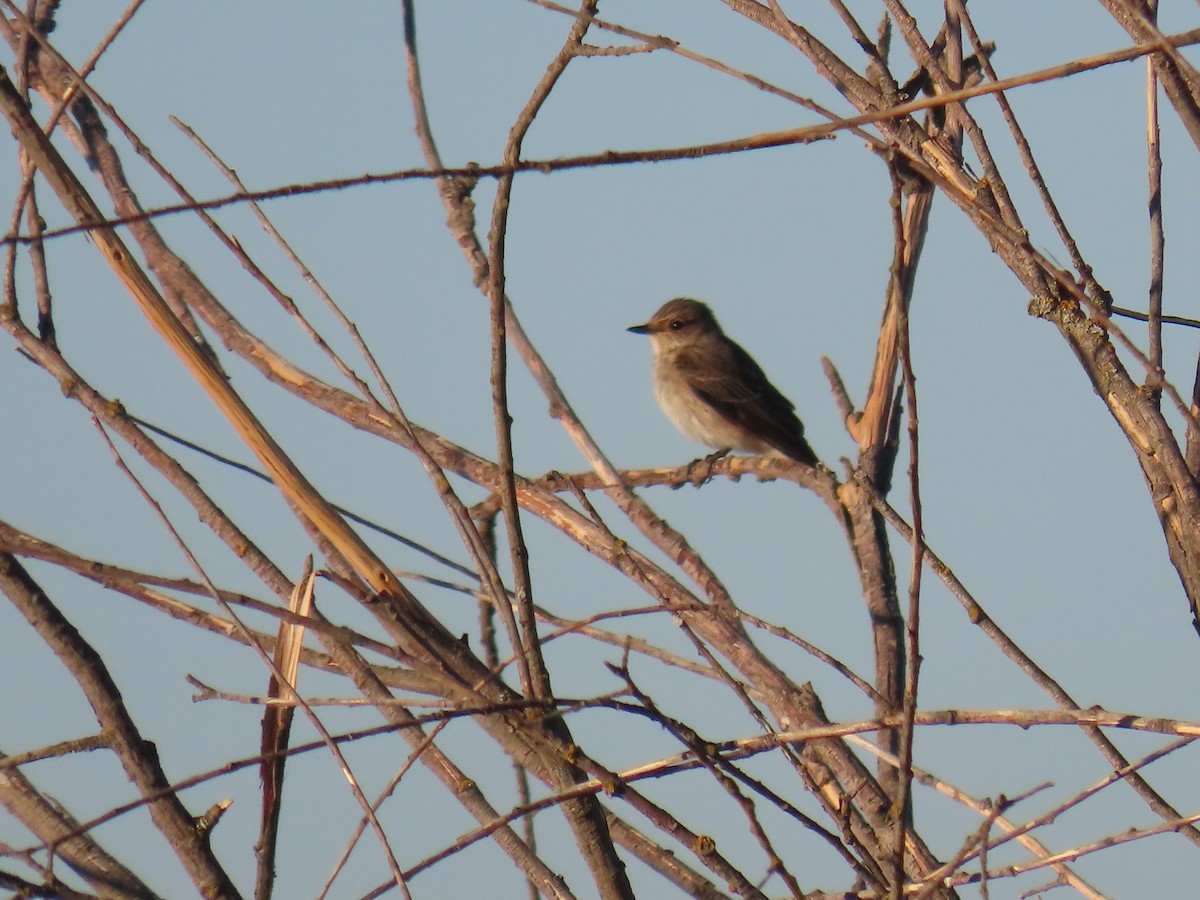 Spotted Flycatcher - ML641978445