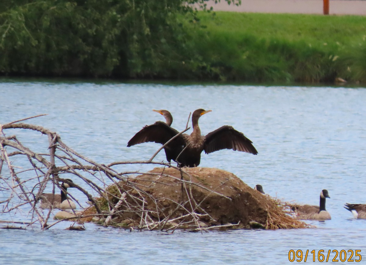 Double-crested Cormorant - ML641978477