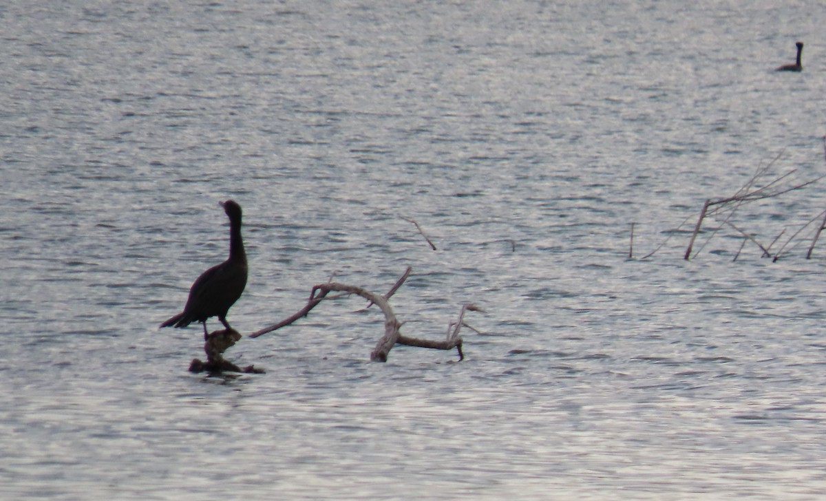 Double-crested Cormorant - ML641978486