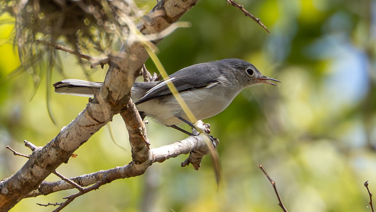 Blue-gray Gnatcatcher - ML641978487