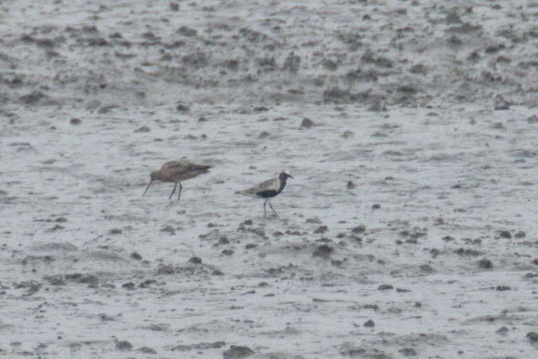 Black-bellied Plover - ML641978489