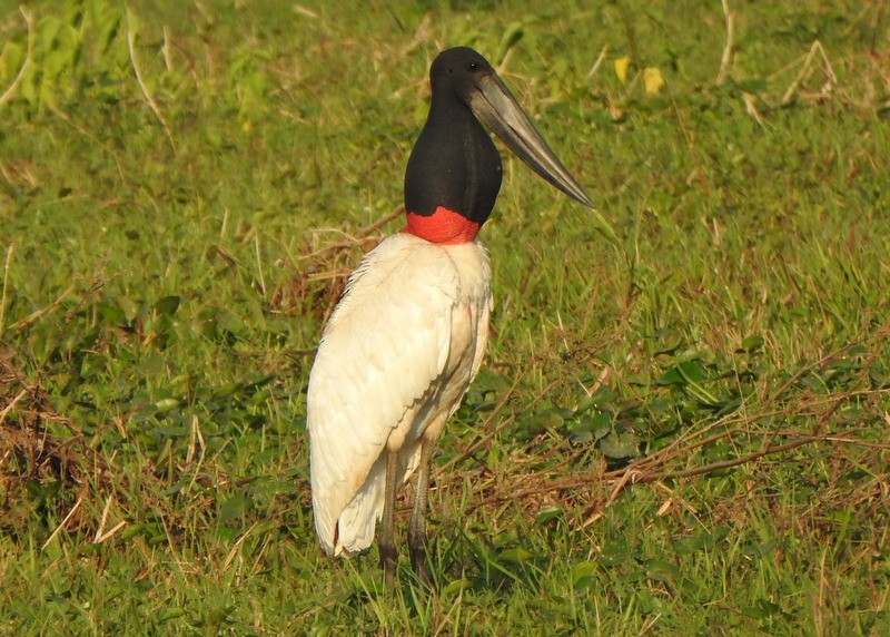 Jabiru - ML641978493