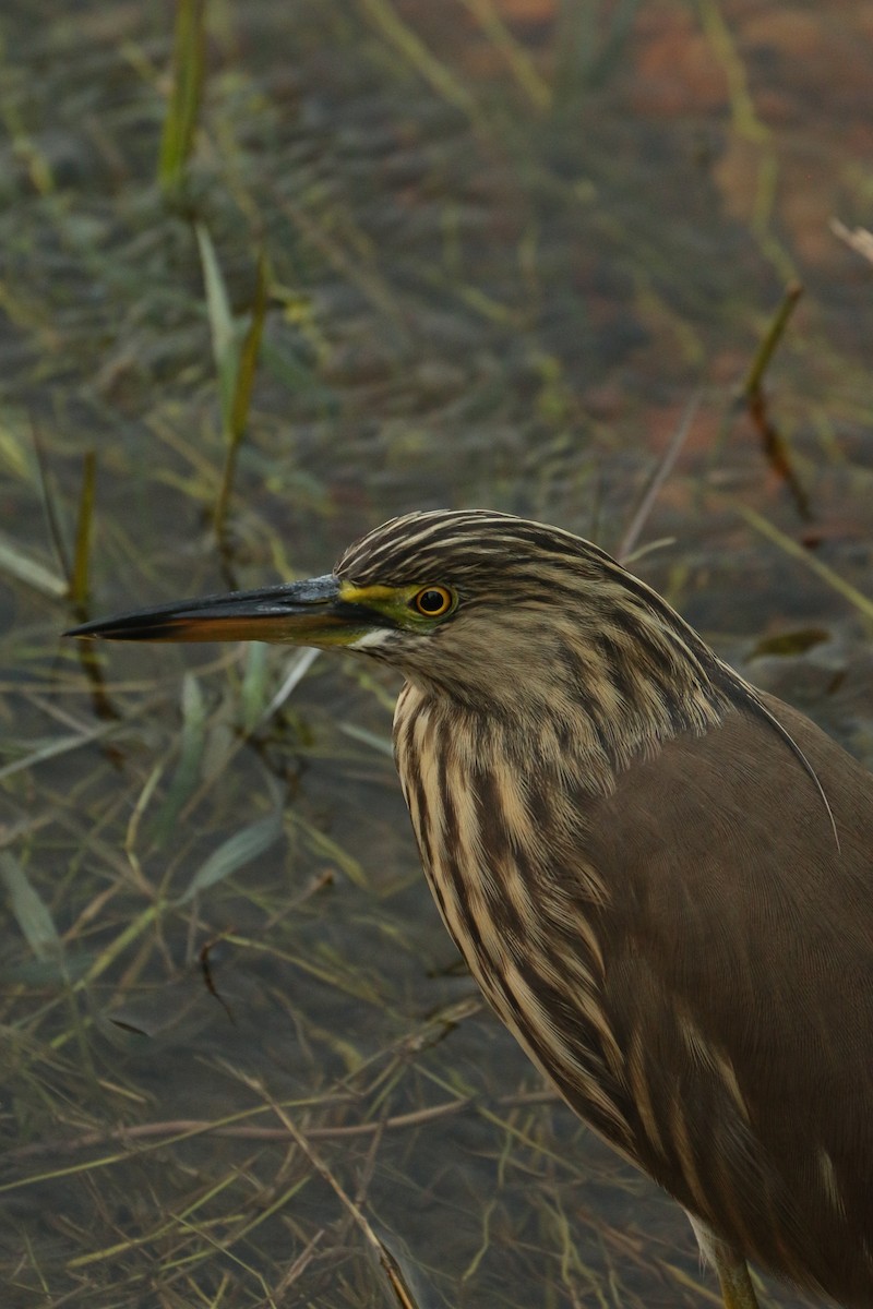 Indian Pond-Heron - ML641978495