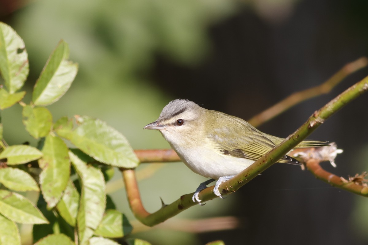 Red-eyed Vireo - ML641978512