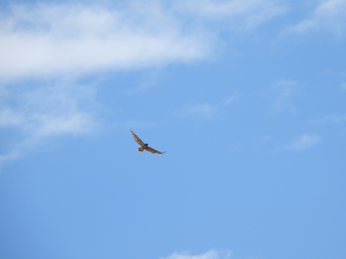 Red-tailed Hawk - ML641978522