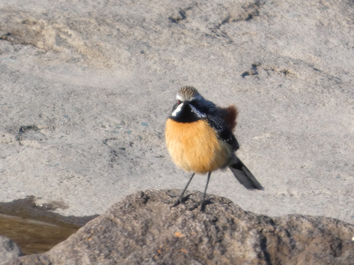 Drakensberg Rockjumper - ML641978526