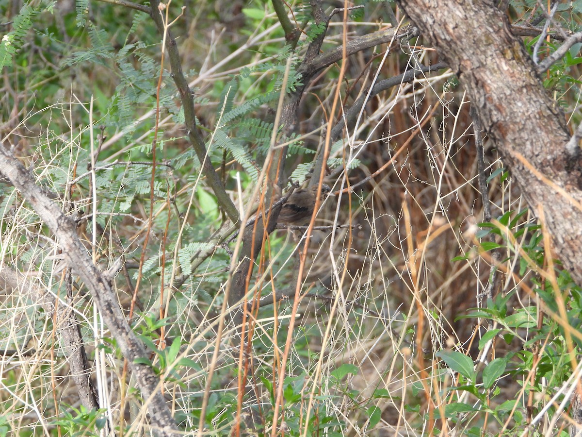 Canyon Towhee - ML641978540
