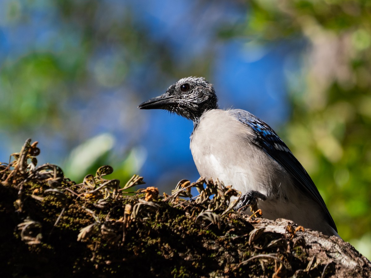Blue Jay - ML641978541