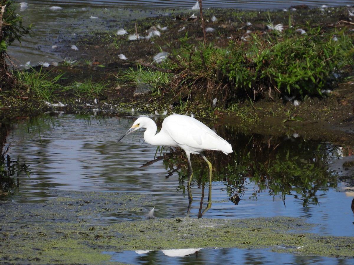 Snowy Egret - ML641978542