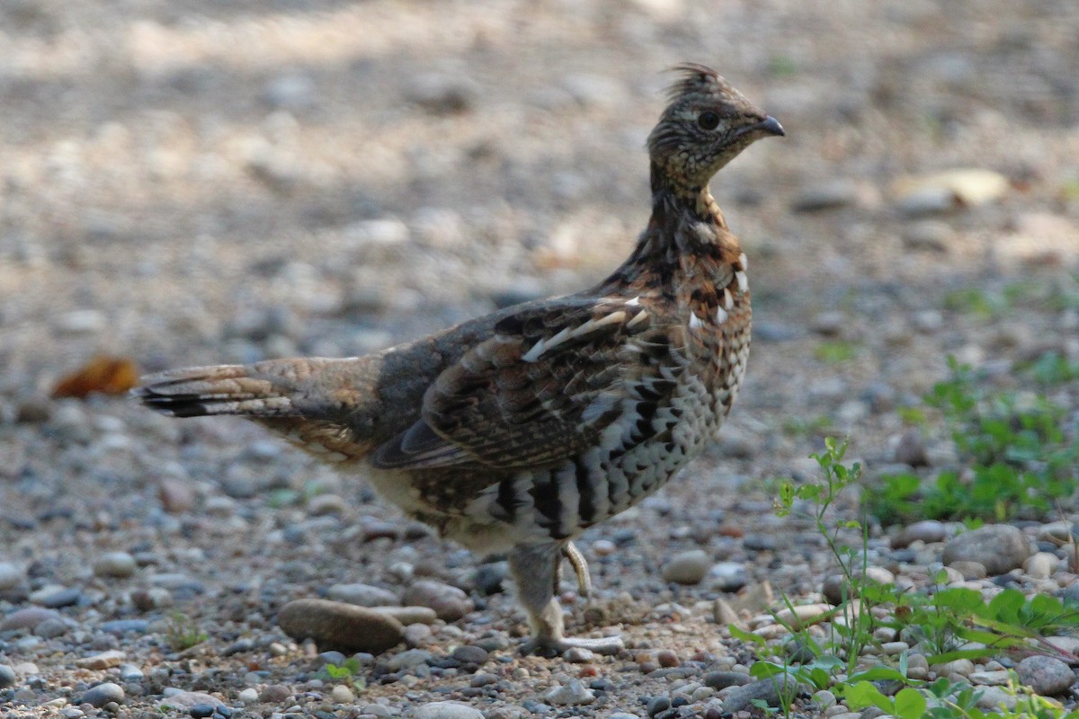 Ruffed Grouse - ML641978544