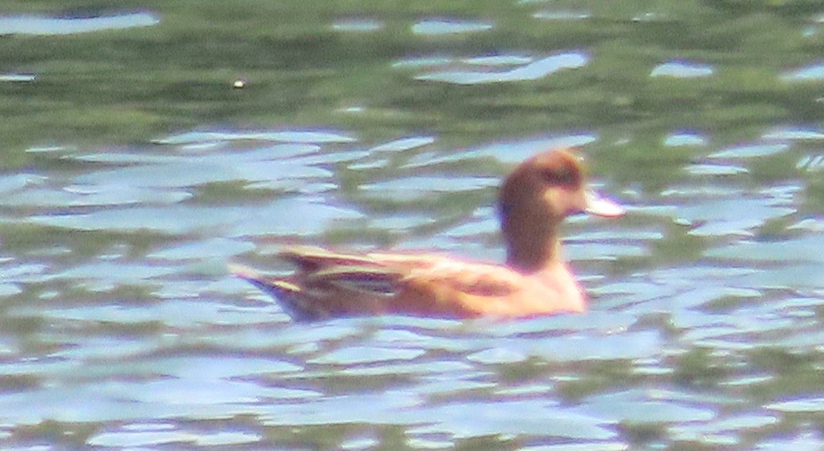 Ahate txistulari eurasiarra - ML641978548