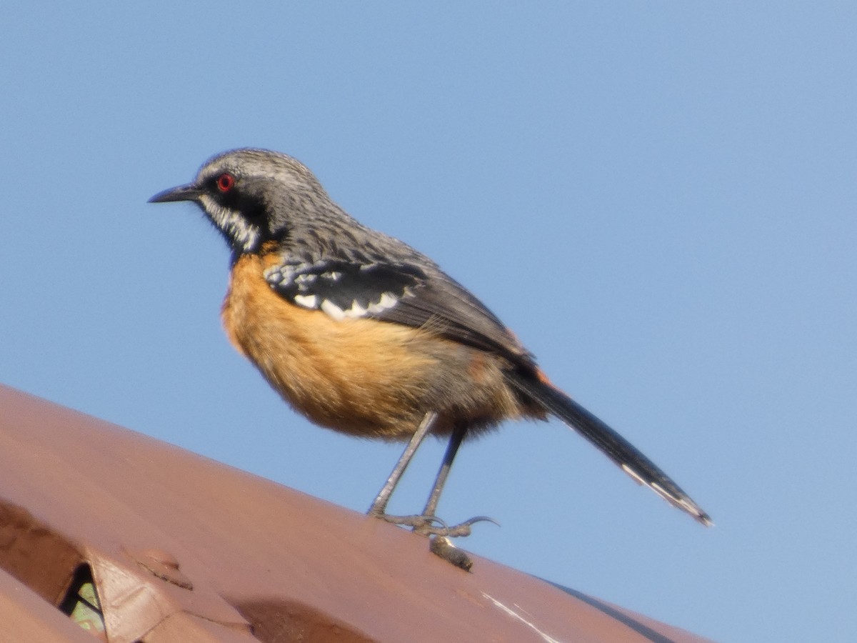 Drakensberg Rockjumper - ML641978553