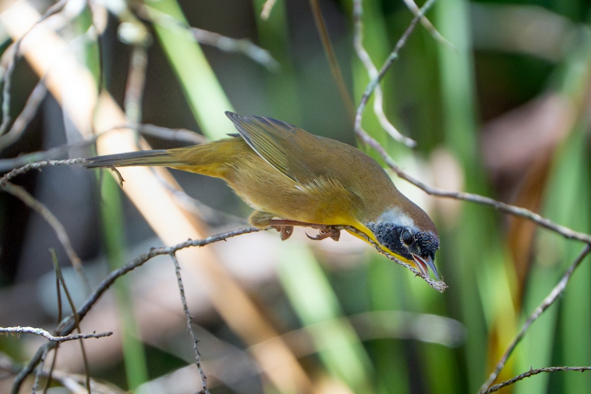 Common Yellowthroat - ML641978555