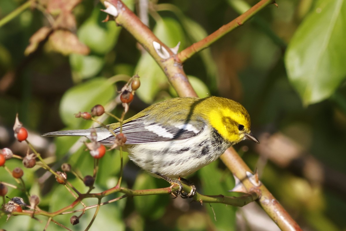 Black-throated Green Warbler - ML641978556
