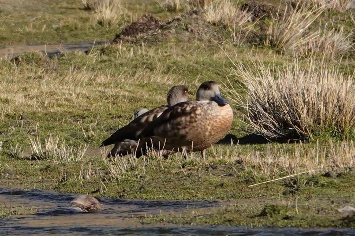 Crested Duck - ML641978557