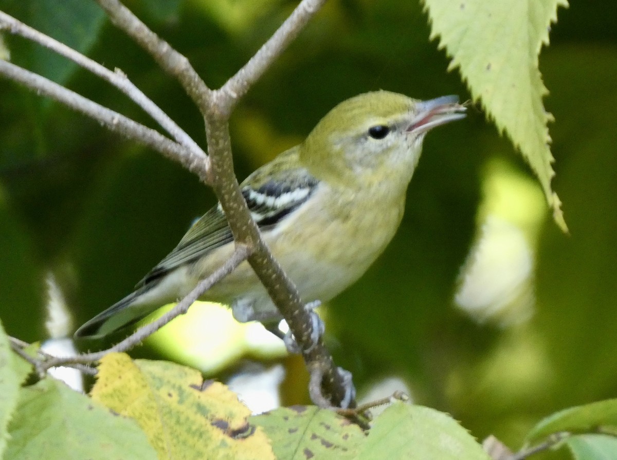 Bay-breasted Warbler - ML641978558
