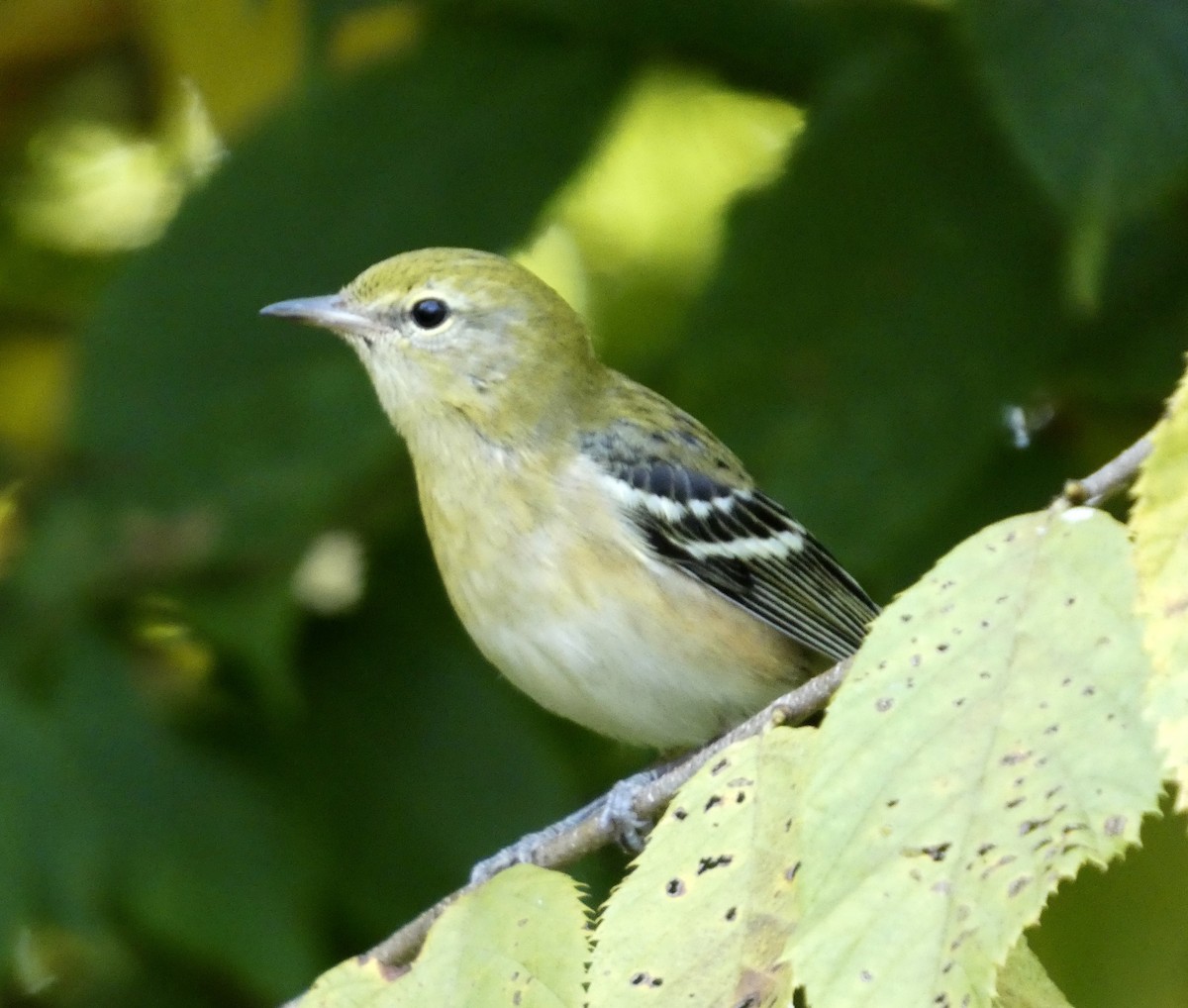Bay-breasted Warbler - ML641978559