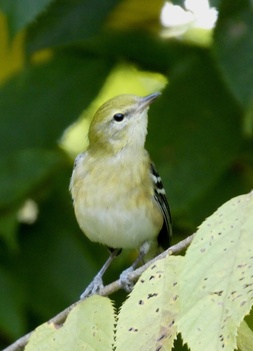 Bay-breasted Warbler - ML641978560