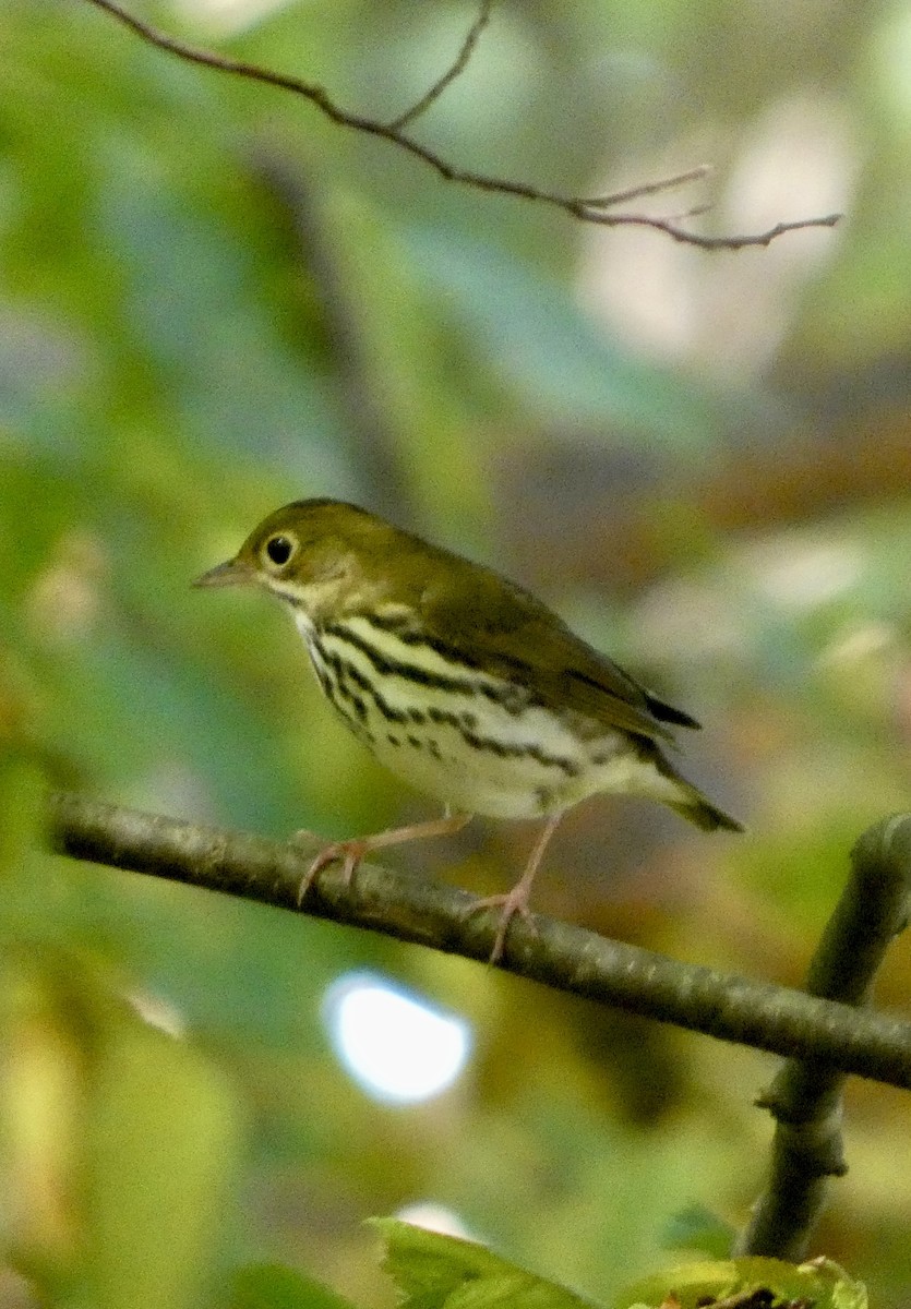 Ovenbird - ML641978568