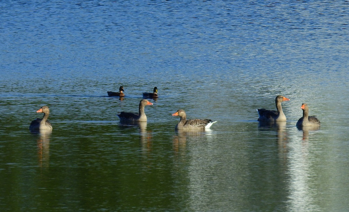 Graylag Goose - ML641978585