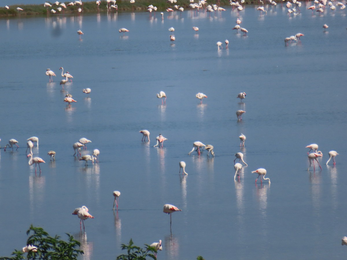 Greater Flamingo - ML641978626