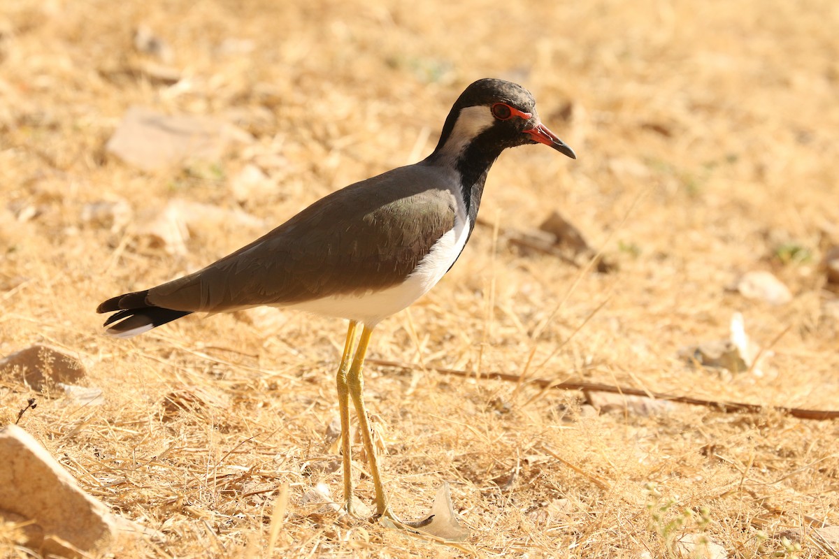Red-wattled Lapwing - ML641978646