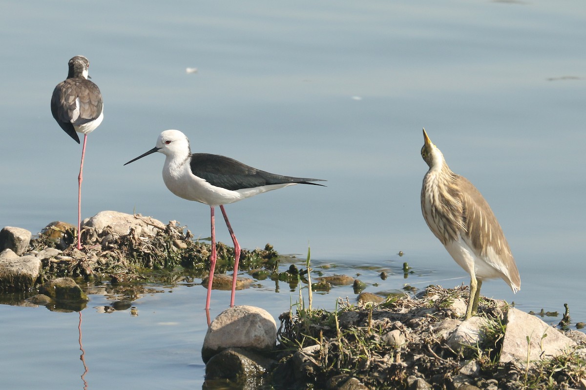 Indian Pond-Heron - ML641978657