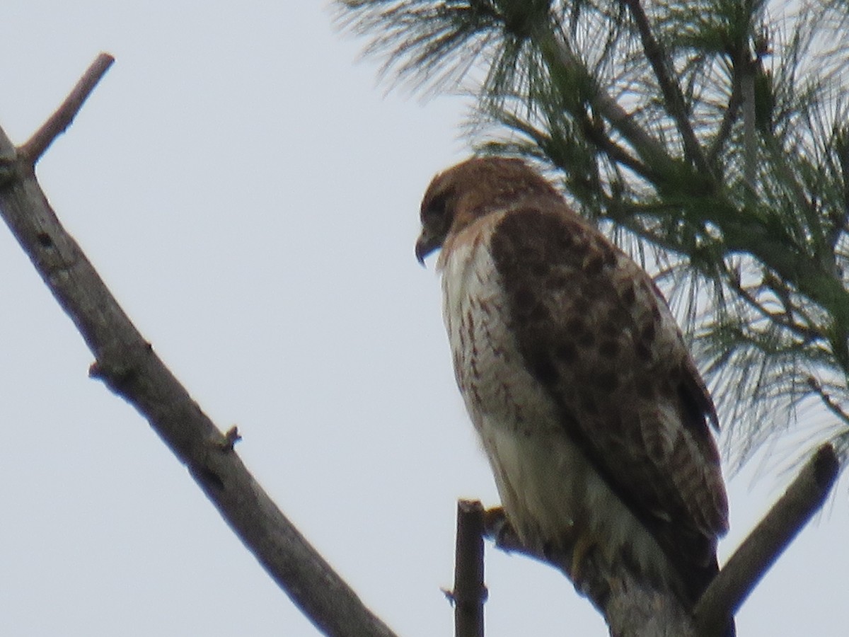 Red-tailed Hawk - ML641978661