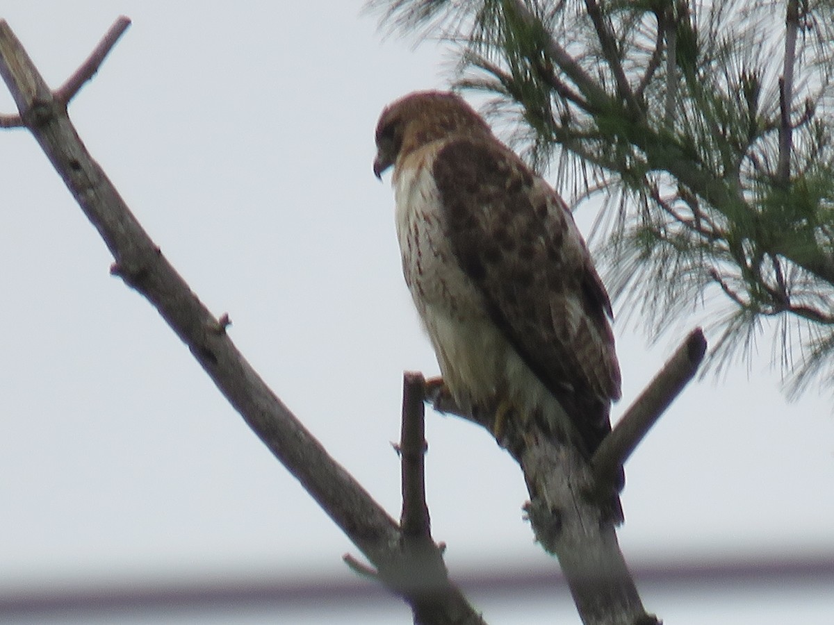 Red-tailed Hawk - ML641978662