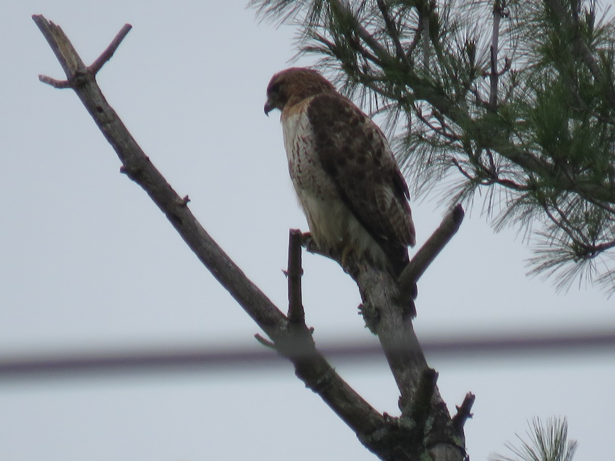 Red-tailed Hawk - ML641978663