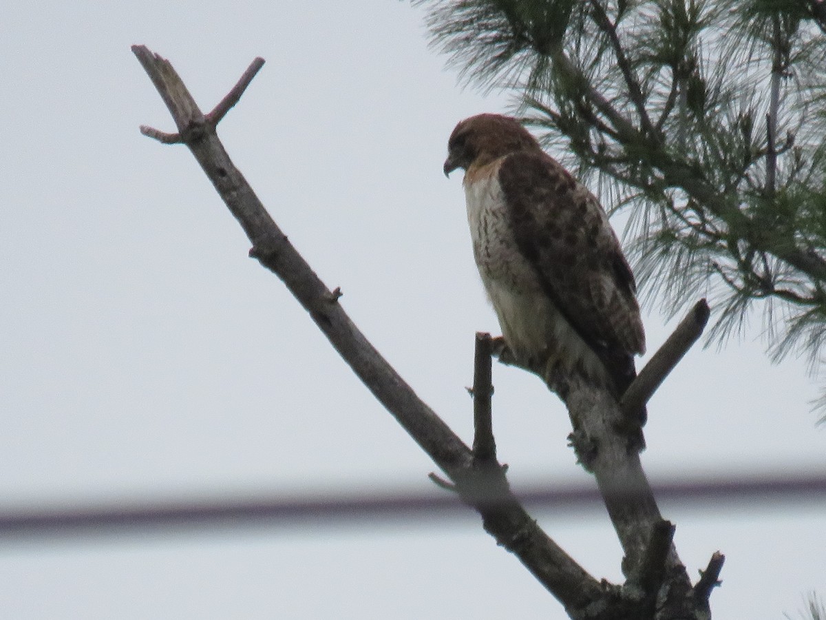 Red-tailed Hawk - ML641978664