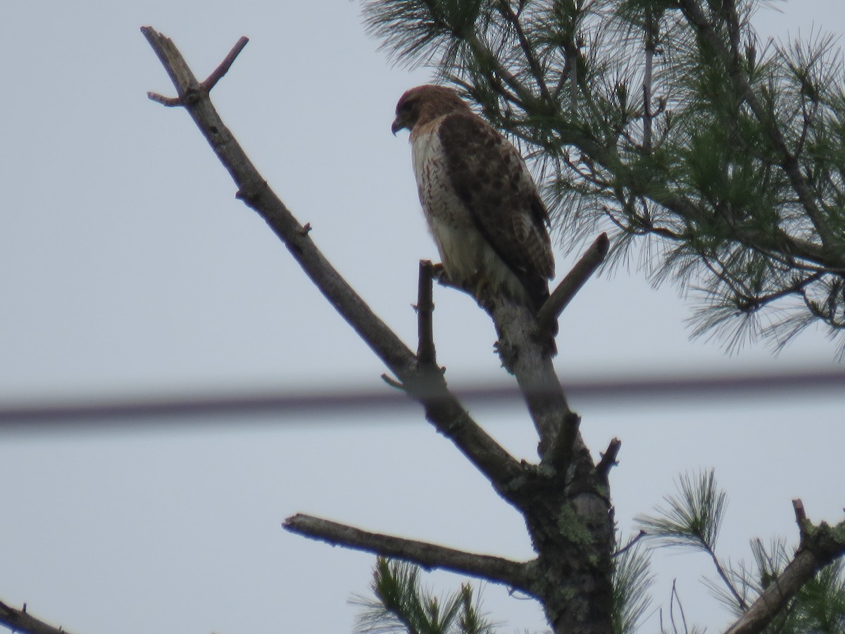 Red-tailed Hawk - ML641978665