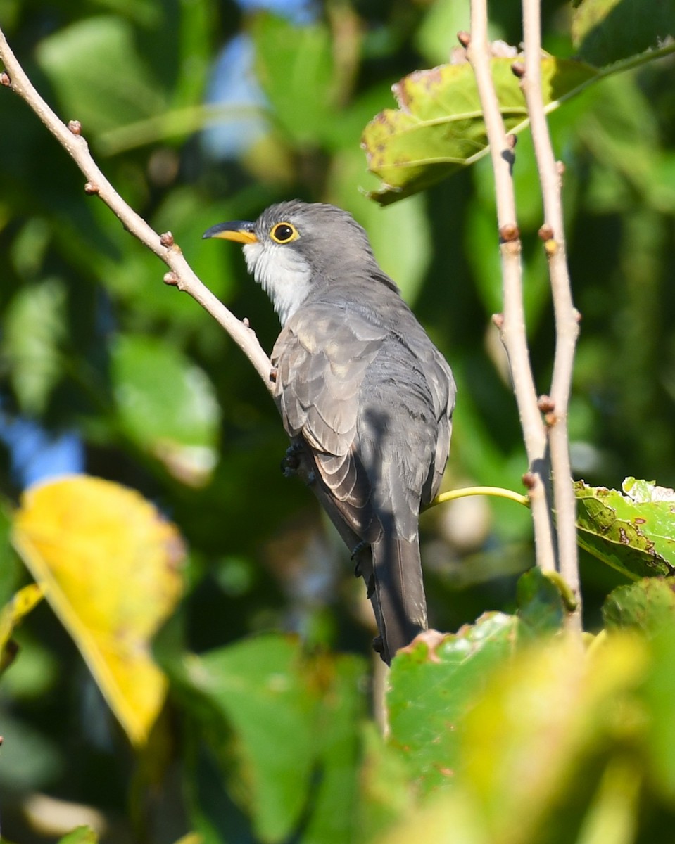 Yellow-billed Cuckoo - ML641978666