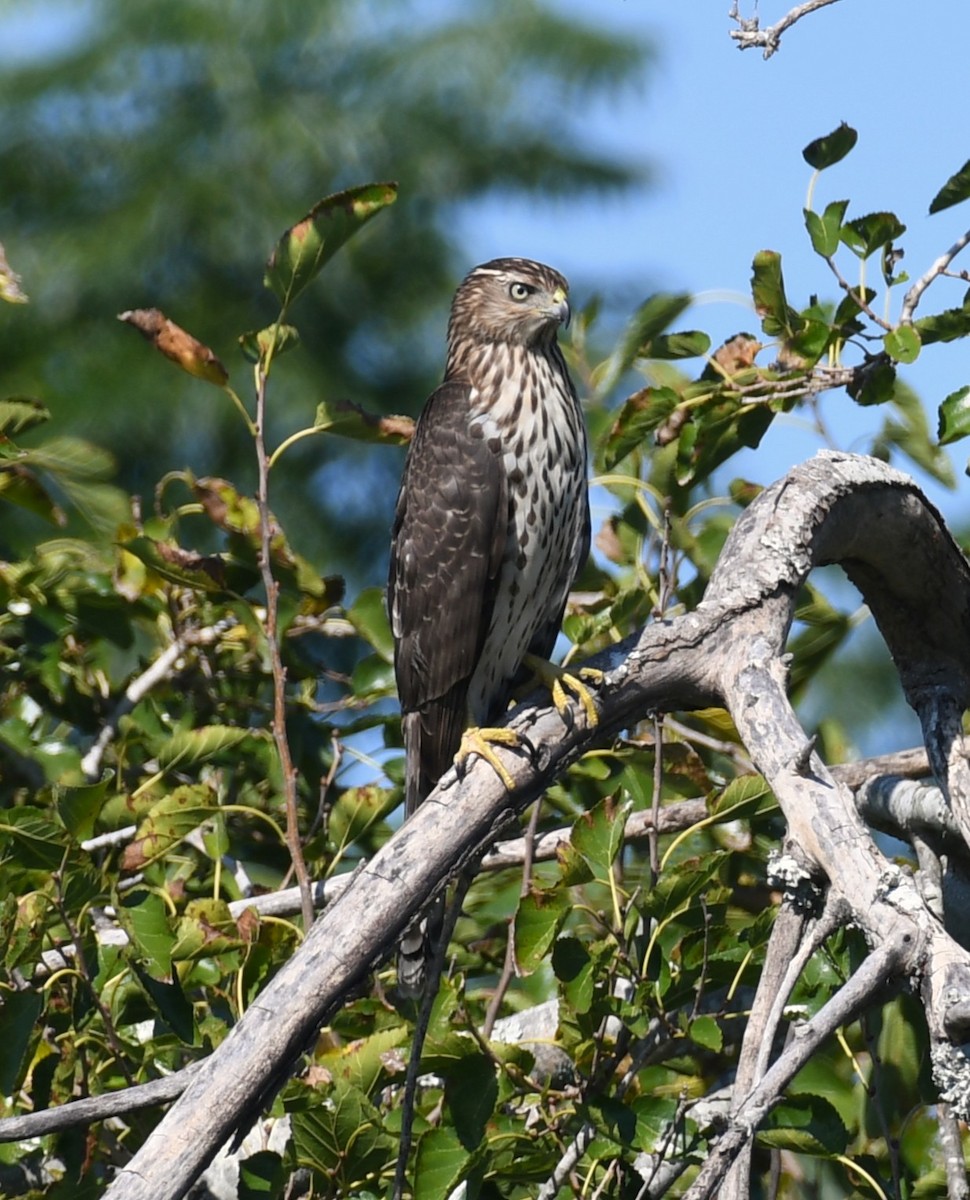 Cooper's Hawk - ML641978672