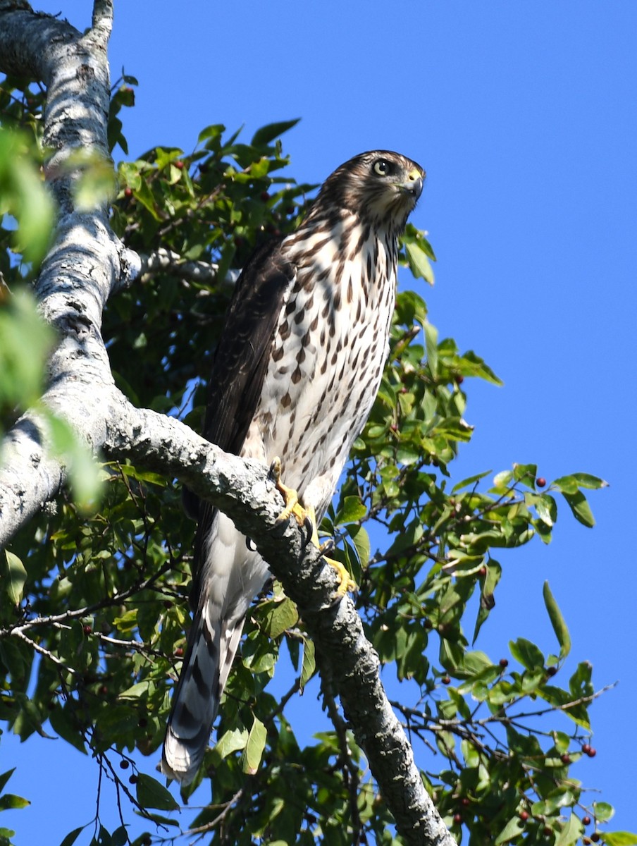 Cooper's Hawk - ML641978673