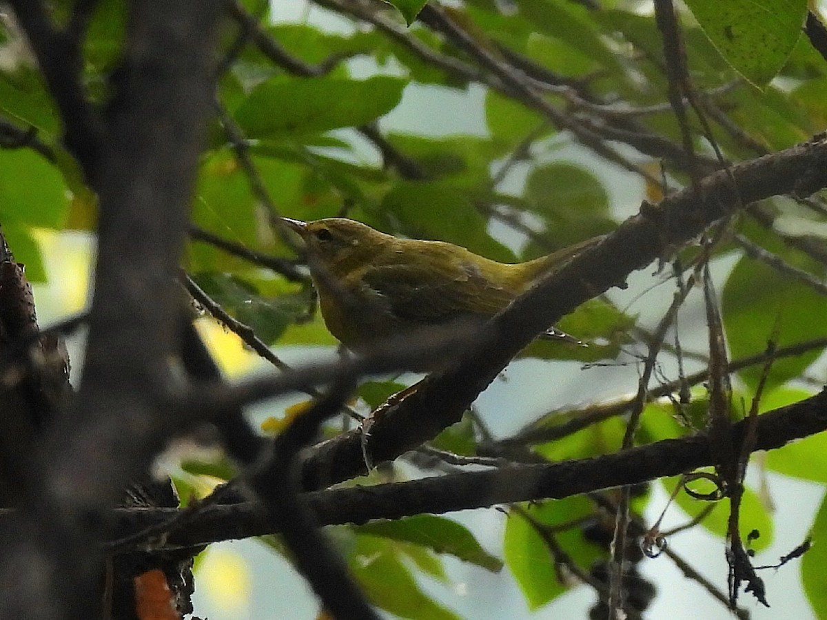 Tennessee Warbler - ML641978683