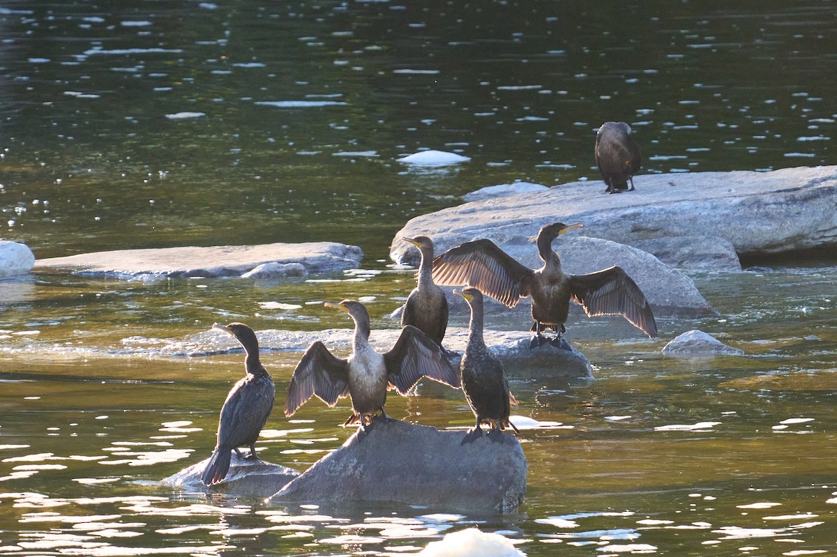 Double-crested Cormorant - ML641978685